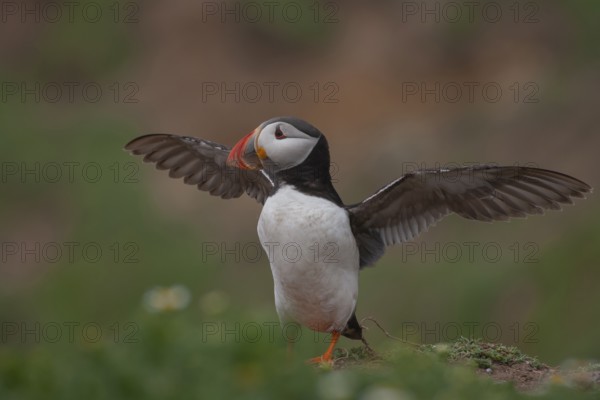 Atlantic puffin (Fratercula arctica) adult auk seabird bird stretching its wings on a cliff top in summer, Skomer island, Pembrokeshire, Wales, United Kingdom