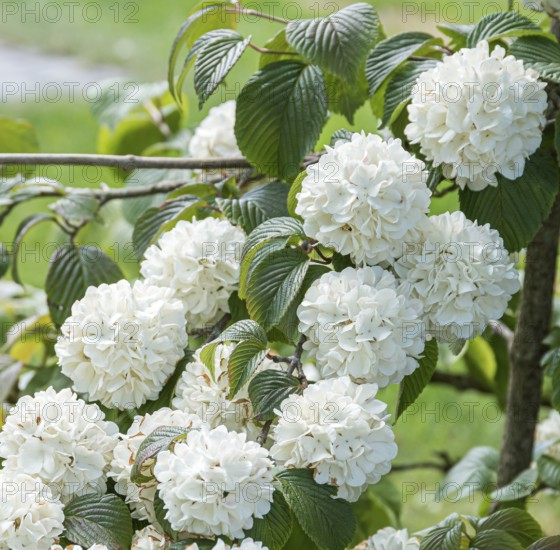 Japanese snowball (Viburnum plicatum 'Grandiflorum'), Mainau Island, Switzerland