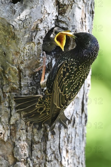 Starling (Sturnus vulgaris) feeding the young bird in a woodpecker cavity, North Rhine-Westphalia, Germany
