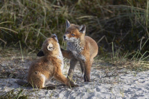 The peaceful impression is deceptive, the red fox pup (Vulpes vulpes) on the right has placed its paw on the neck of its sibling and is inviting it to play, rearing cubs, baby animals, cute, playful, wrestling, May, Denmark
