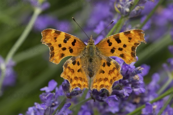 Comma butterfly (Polygonia c-album) adult insect feeding on a garden blue English lavender flowers in summer, England, United Kingdom