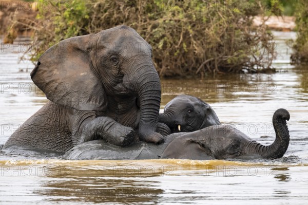 African elephant (Loxodonta africana) swimming and bathing in the water, Addo Elephant National Park, Eastern Cape, South Africa
