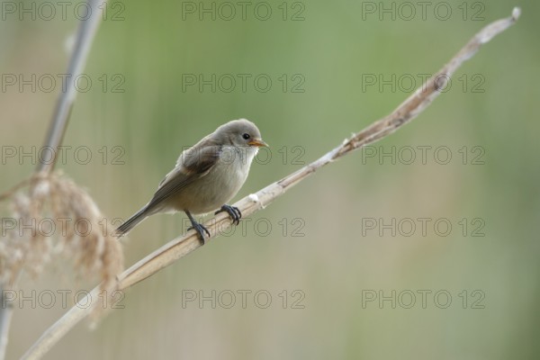 Eurasian Penduline Tit (Remiz pendulinus) juvenile, one week after leaving the nest, Saxony-Anhalt, Germany