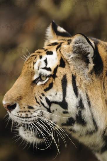 Close-up of a tiger in profile view in a natural environment, Siberian tiger (Panthera tigris altaica), captive, occurring in Russia, North Korea and China