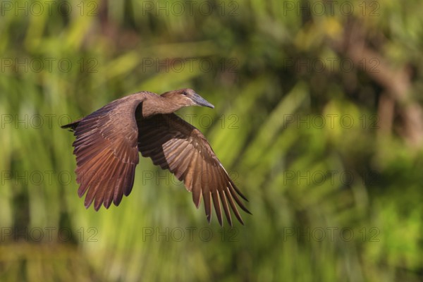 Hammerhead, Hammerhead, Hamerkop, (Scopus umbretta), Animals, Birds, Shadowbird, Lamin rice fields, Abuko, South Bank, Gambia
