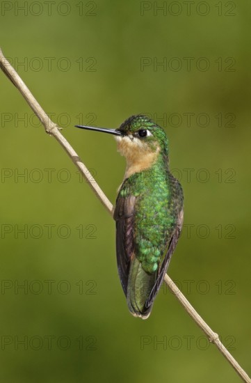 Brazilian Ruby (Clytolaema rubricauda) female perched on a twig, Rio de Janeiro, Brazil