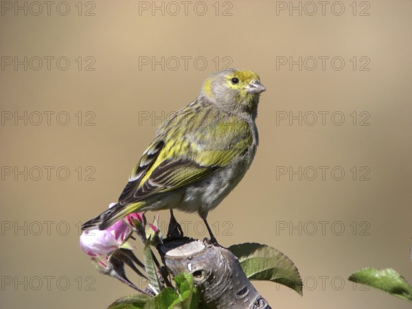 DSCN 7955 - pris le 01/05/2006 en Syrie