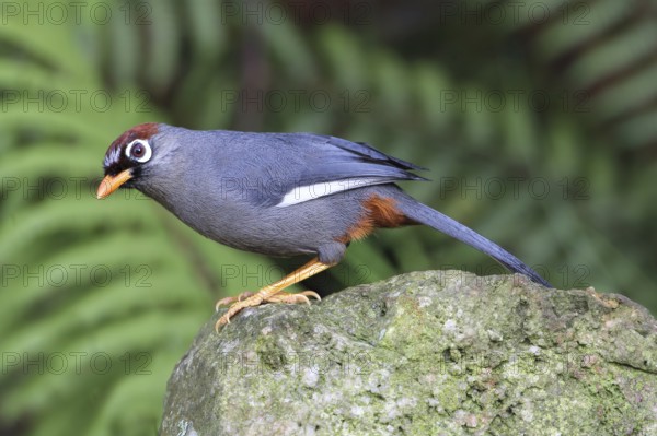 Chestnut-capped Laughingthrush (Garrulax mitratus), Malaysia