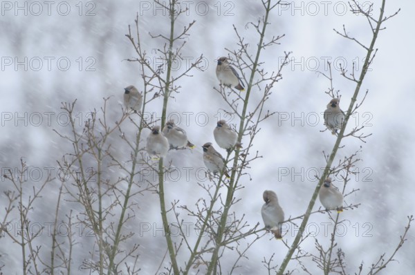Bohemian Waxwing (Bombycilla garrulus), North Rhine-Westphalia, Germany
