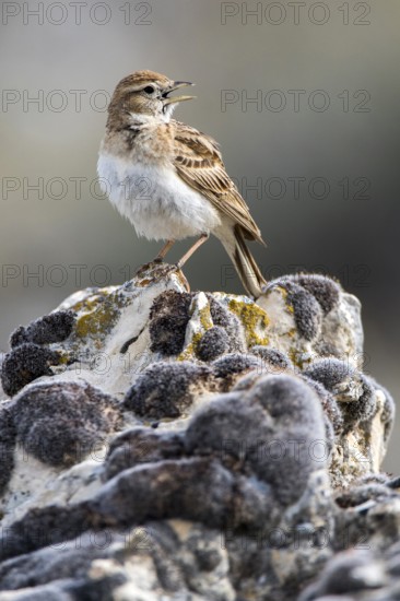 Greater Short-toed Lark (Calandrella brachydactyla) singing from a rock, Castile and Leon, Spain