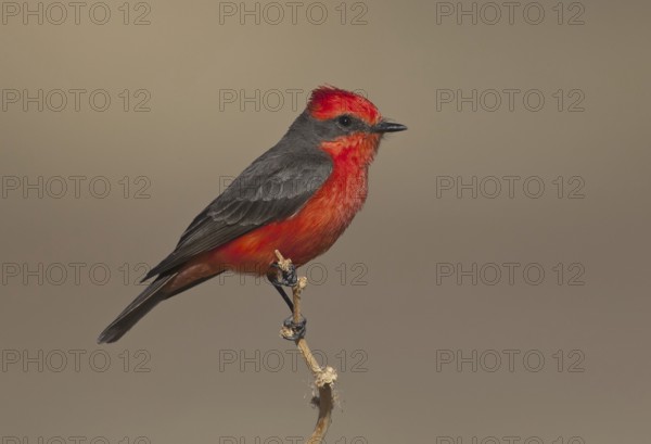 Vermilion Flycatcher (Pyrocephalus rubinus), Arizona, USA