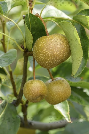 Nashi pear (Pyrus pyrifolia 'Kosui'), Merkel family, Austria