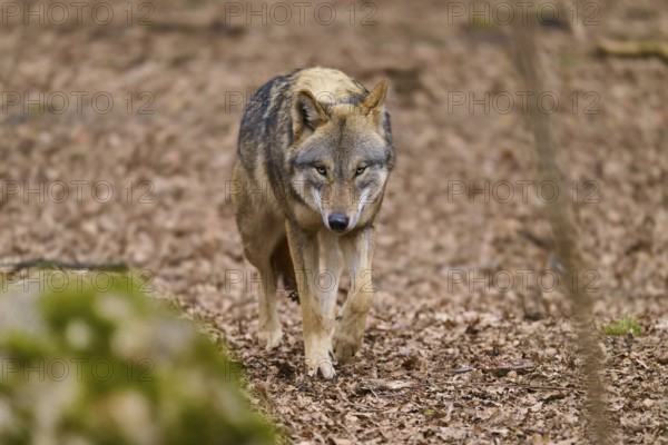 A wolf paces attentively along a forest path, Wolf (Canis Lupus), Germany