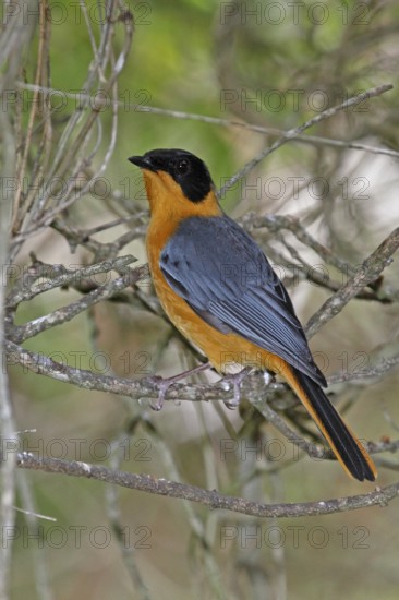 Chorister Robin-Chat (Cossypha dichroa), Western Cape, South Africa