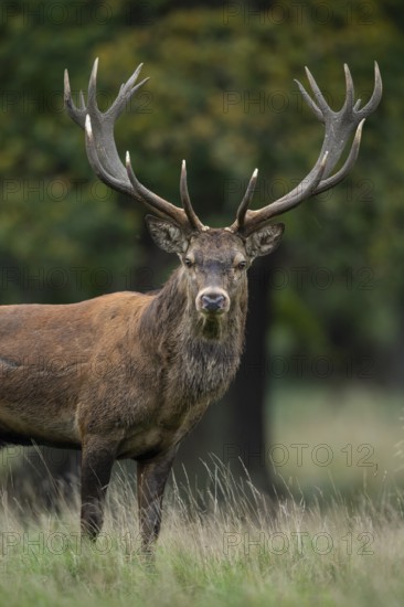 Red deer (Cervus elaphus) in rut, Klamptenborg, Copenhagen, Denmark