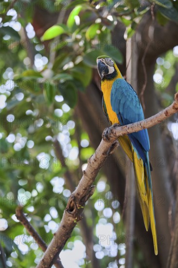 Yellow-breasted Macaw (Ara ararauna) Costa Rica