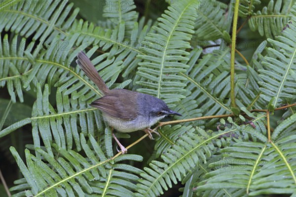 Rufescent Prinia (Prinia rufescens), Malaysia