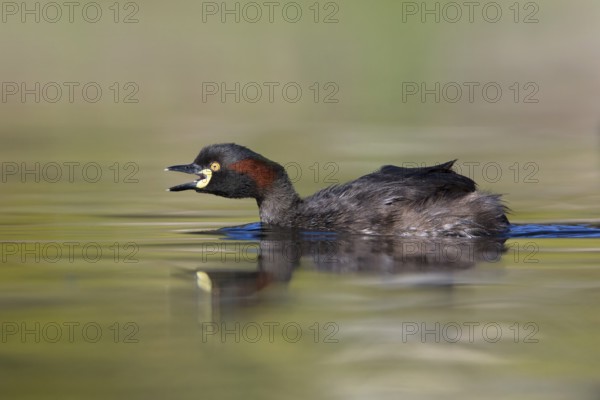 Australasian Grebe (Tachybaptus novaehollandiae) calling, Victoria, Australia