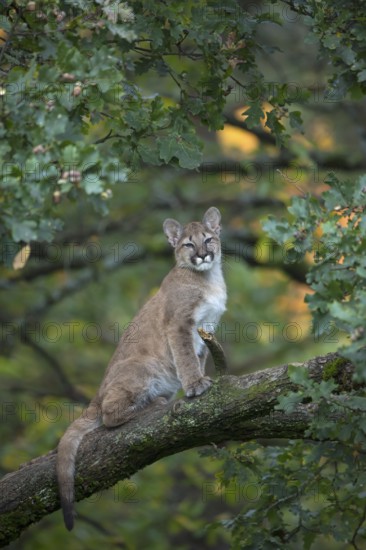 One young cougar, Puma concolor, sitting on a big branch high up in an oak tree