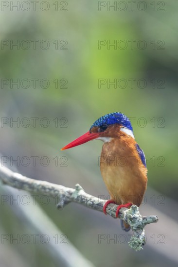 Malachite Kingfisher (Corythornis cristatus), Lake Mburo National Park, Uganda