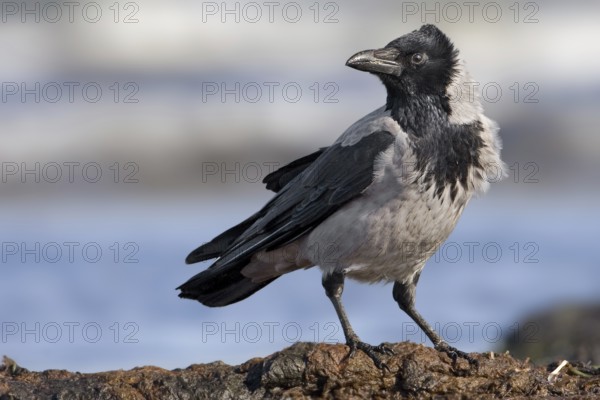 Hooded Crow (Corvus cornix), Mecklenburg-Western Pomerania, Germany