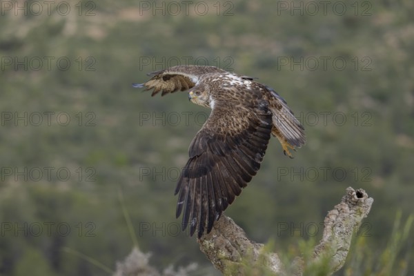 Bonelli's eagle (Aquila fasciata), in flight, province of Valencia, Spain