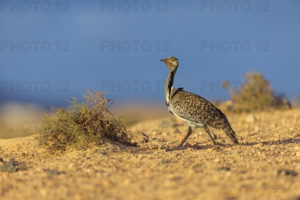 Sahara Houbara Bustard (Chlamydotis undulata fuerteventurae, Europe, Spain, Canary Islands, Fuerteventura, Lanzarote, Canary Islands, Spain