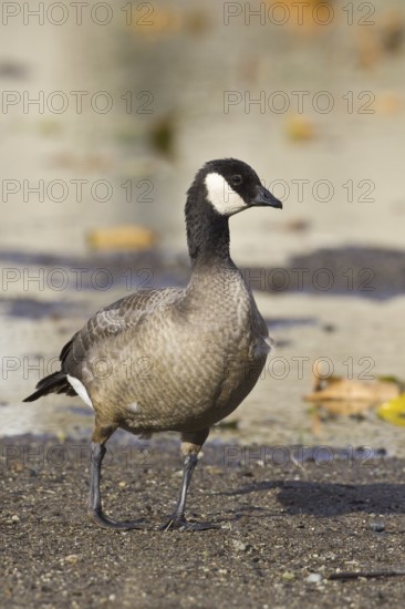 Cackling Goose (Branta hutchinsii), British Columbia, Canada
