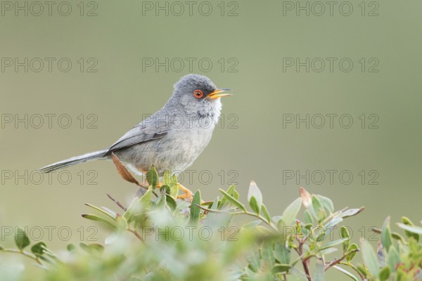 Balearic Warbler (Sylvia balearica) male singing, Mallorca, Spain