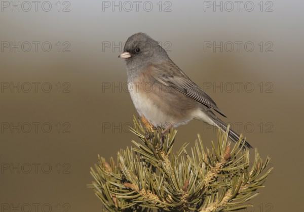 Pink-sided Junco (Junco hyemalis mearnsi), New Mexico, USA