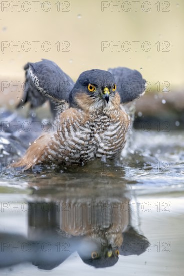 Eurasian Sparrowhawk (Accipiter nisus) male bathing, Madrid, Spain