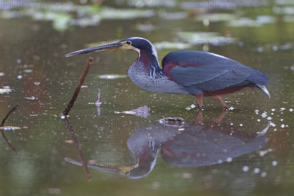 Agami Heron (Agamia agami) feeding in a loagoon in Costa Rica