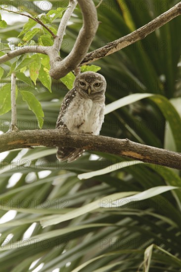 Spotted Owlet (Athene brama), Thailand