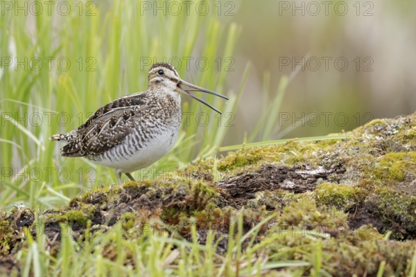 Wilson's Snipe (Gallinago delicata) calling, British Columbia, Canada