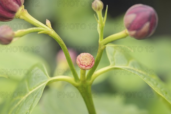 Spice bush (Calycanthus 'Aphrodite'), Cambridge Botanical Garden, Germany