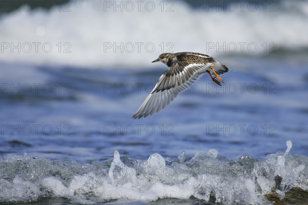 Ruddy Turnstone (Arenaria interpres) juvenile flying, Mecklenburg-Western Pomerania, Germany