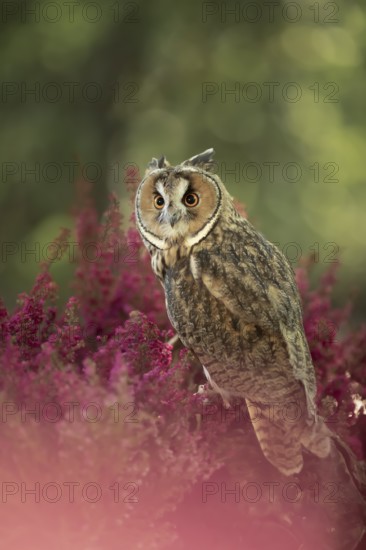Long-eared Owl (Asio otus) captive, among flowers, Germany