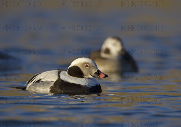Long-tailed Duck (Clangula hyemalis) male, Ohio, USA
