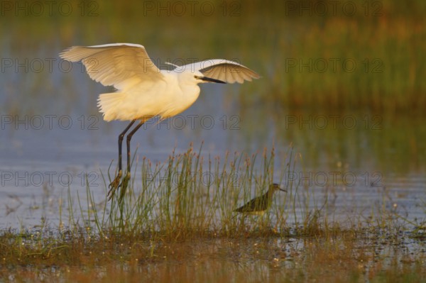 Little Egret (Egretta garzetta) flying, Greece