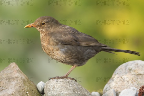Common Blackbird (Turdus merula) female perched on a stone, Bavaria, Germany
