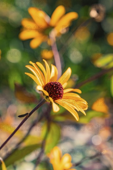Yellow flower in sunlight in a garden, reminiscent of spring fever, Nagold, Black Forest, Germany