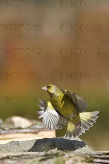 European Greenfinch (Chloris chloris), Schleswig-Holstein, Germany