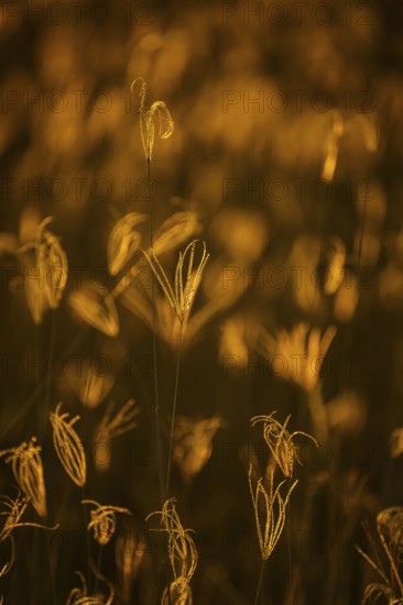 Blades of grass, abstract details against golden sunset light. Hwange National Park, Zimbabwe