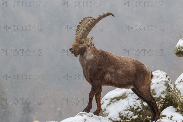 A male ibex (Capra ibex) stands on a rock in the snowstorm. A forest can be seen dimly in the background. Carinthia, Austria