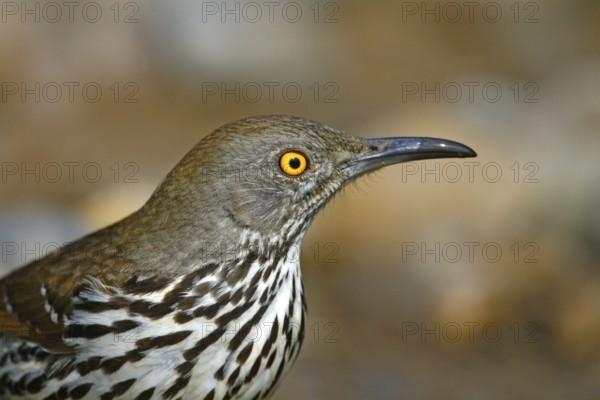 Long-billed Thrasher Toxostoma longirostre Rio Grande City, Starr County, Texas, United States 26 March Adult Mimidae