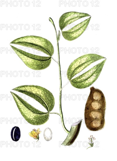 Hymencea courbaril, a tree in the legume family of the carob subfamily, digital reproduction of a historical original, between 1790 and 1810