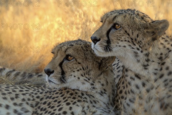 Cheetah (Acinonyx jubatus) captive, two females, Castile-La Mancha, Spain