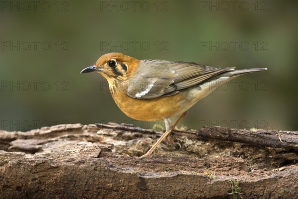 Orange-headed Thrush (Geokichla citrina), Bidoup National Park, Vietnam