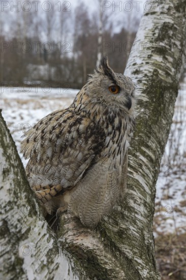 One Siberian Eagle Owl (Bubo bubo sibiricus) sitting on a branch of a birch tree