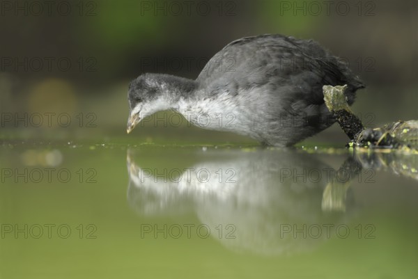 Eurasian Coot (Fulica atra) juvenile, North, Rhine-Westphalia, Germany